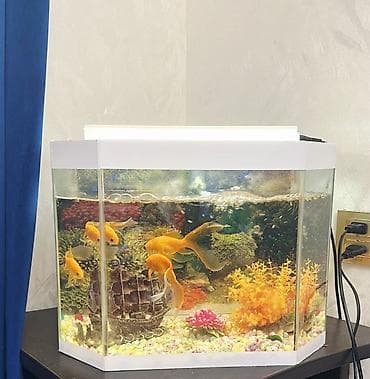 akvaryum: 20 litr Altıbucaqlı formalı, ağ rəngli çərçivəyə malik akvarium — 1