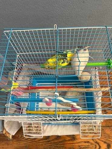 taxta qəfəs: Məhsul: Dalmaçın (buda boyu) üçün qəfəs və 2 cüt bülbül — 2