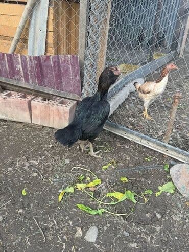 Коровы, быки: Курица, Для разведения — 1