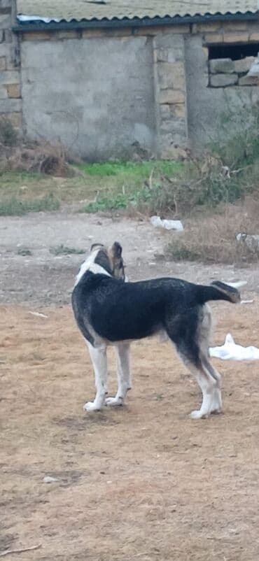 it davası: Qurdbasar, 8 ay, Erkek, Peyvəndli, Pulsuz çatdırılma — 2