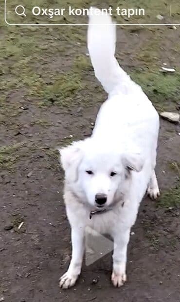 Alfa Romeo: Bu it satılır ginsdi amma nə gins olduğun bilmirəm 3 aylıqdı — 1