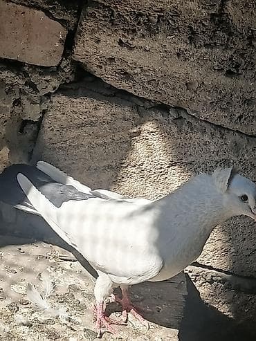 Göyərçinlər: Qüvvətli uçuşlu ev göyərçinləri – müxtəlif rənglər Məhsul təsviri: - — 3