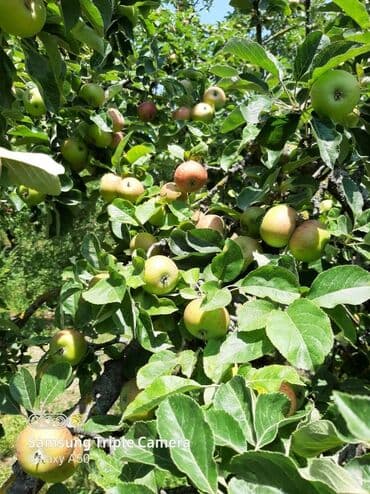 şabran torpaq: 10 sot, Tikinti, Mülkiyyətçi, Kupça (Çıxarış) — 2