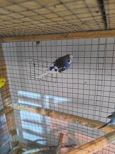 dalmatin: 3 ədəd bala vermiş 1 illik dişi papuqay. Cütə qoş bala versin. Cox — 3