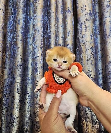 pişikləri: Britan, Erkək, Yaxşı əllərə, Ödənişli çatdırılma — 4