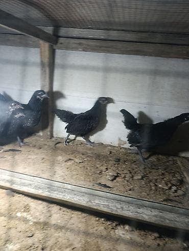 hindusqa cucesi: 🐥 QARA AUSTRALORP CÜCƏLƏR SATILIR! Sağlam və keyfiyyətli Australorp — 7