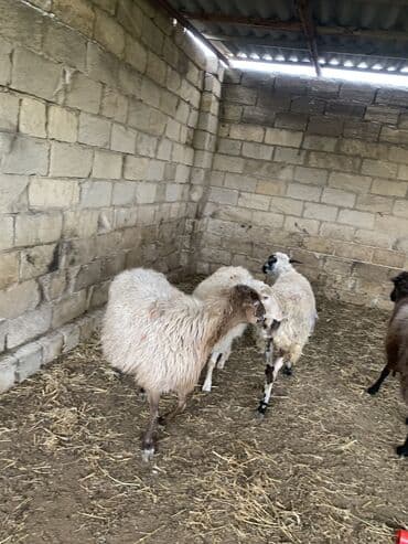 Dana, buzov: Boğaz Qoyunlar satılır yekə hündür qoyunlardı yelində təzə elyiblər 4 — 6