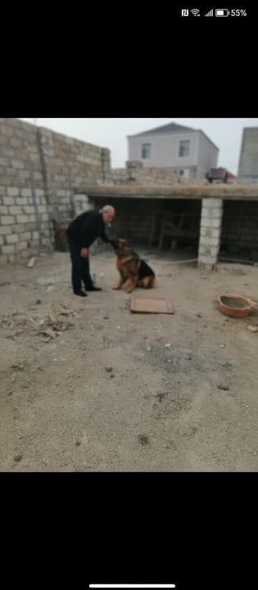 3 sot, Mülkiyyətçi, Kupça (Çıxarış)