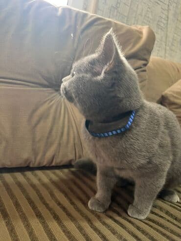 возьму котенка бесплатно: Шотландская, Самец, Самовывоз — 2