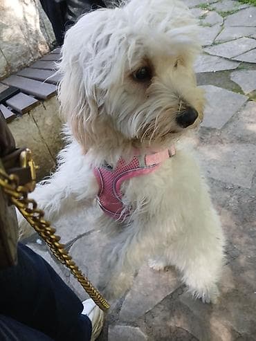 itlerin alqi satqisi: Erkey pudel,maltes axtarılır cütlesdirmey üçün — 3