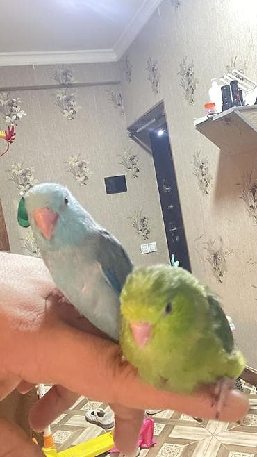 pit dermani: - Növ: Kiçik papuqay (sevimli, əllə böyüdülən balaca) - Rəng: Yaşıl — 2