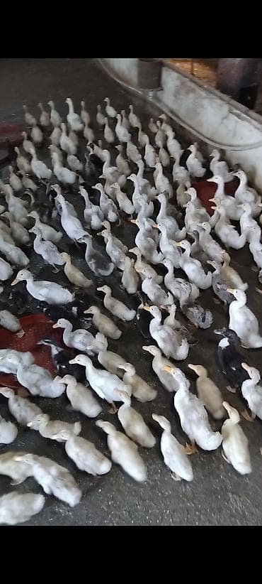 etlik: Tecili Tecili Tecili Geceynen Satiram Saat Necede Görsez Zeng edin — 2