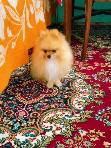 дрессировка собак баку: Şpitz — 10