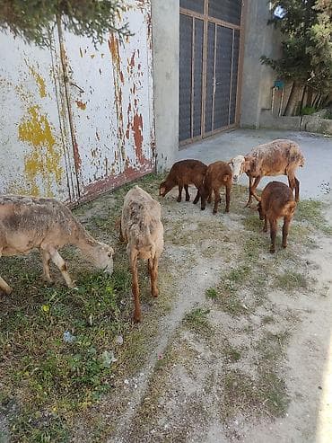 kristal yem mmc: Cavan ana balla qoyunllardi. 3. ana 3 balla bir ana balla 350 m — 6