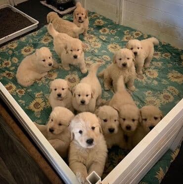 avcarka balası: Retriever — 1