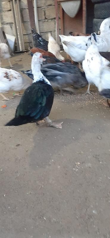 mandarinka ördəyi: Muscovy (indo) ördəkləri – yerli təsərrüfatdan. Xüsusiyyətlər: - — 5