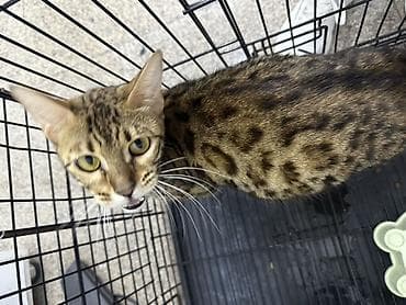 ev pisiyi satisi: Benqal, Erkək, Dişi — 5