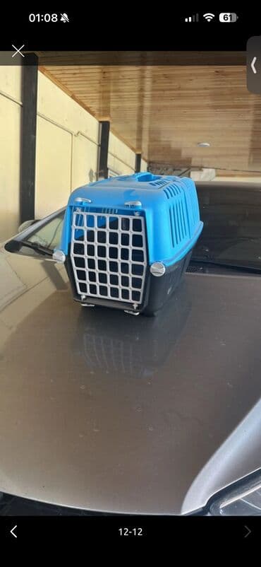 золотистый ретривер цена в баку: Британская, Самка, Самец, В добрые руки, Бесплатная доставка — 2