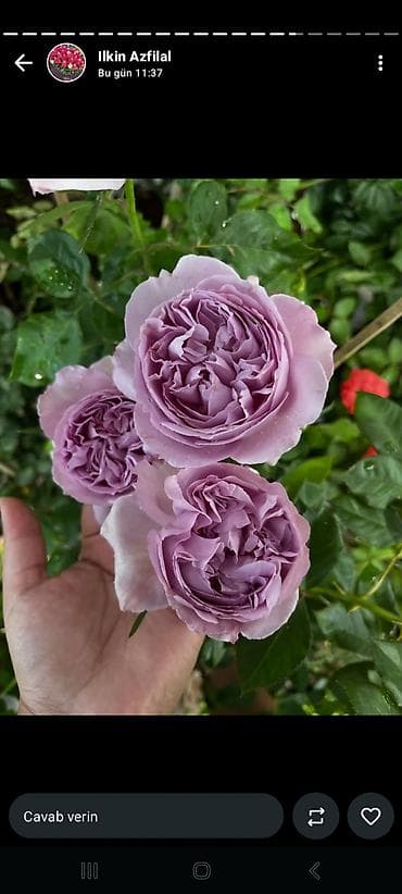 гул: Məhsul: Qızılgül kol gülləri – çoxçeçəkli, dekorativ sortlar Təsvir — 3