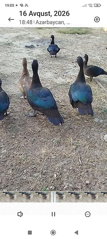 qus iran: Dişi -3 ay 20 günlükdür zümrüd lal ördeklərdir son qiyməti-25 AZN — 3