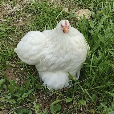 ligorin toyuq: Toyuq, Damazlıq — 3