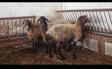 xacmaz heyvan bazari: Ünvan Məhəmmədi kəndi. Yetiş şişəklər 2 dənə. Bir dənə də qoç — 1