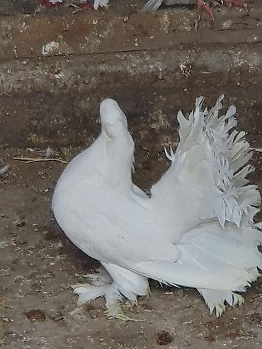 feniks quşu: Məhsul: Bəzəkli göyərçinlər – ağ rəngli, quyruğu yelpikvari Təsvir: - — 5