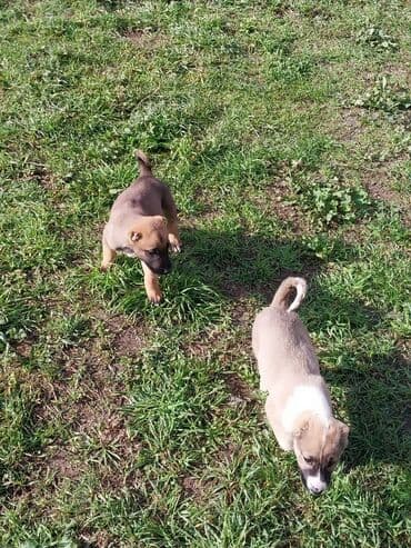 тибетский мастиф цена в баку: 45gunlukduler. Qubanin adur itderidi.Bir erkek bir diwi. 200erkek — 2