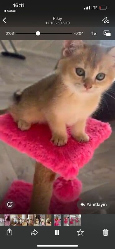 şotlan pişik: Şotland yastı qulaq, Erkək, Dişi, Yaxşı əllərə, Ünvandan götürmə, Pulsuz çatdırılma, Ödənişli çatdırılma — 214