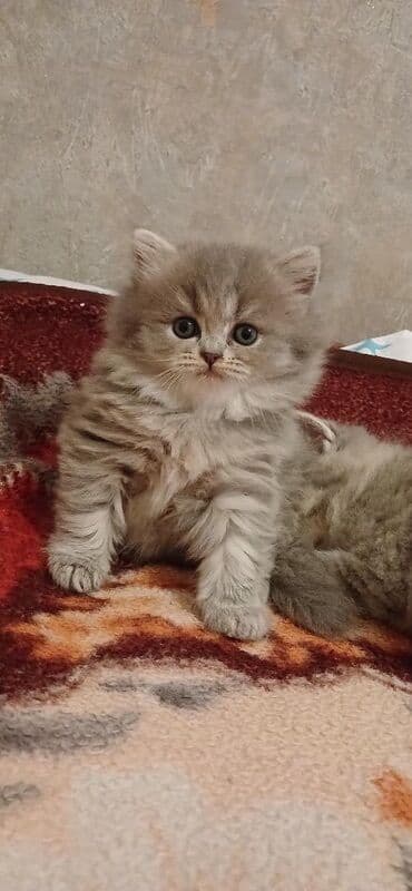 вислоухий кот цена: Шотладская вислоухая — 2