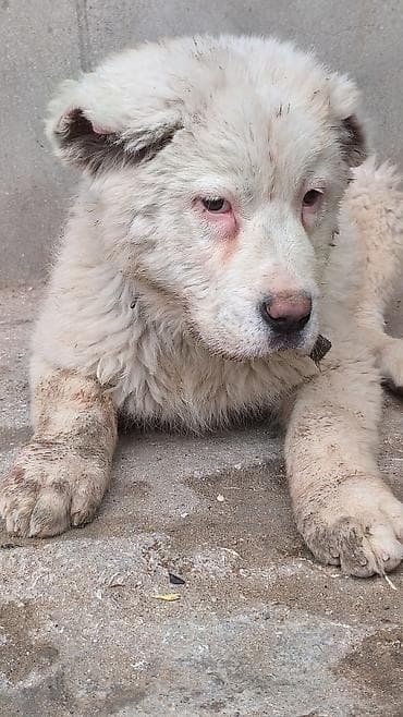 bala itler: Alabay — 2