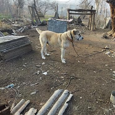 pudel itleri: İt – iri cüssəli, güclü quruluşlu, qısa-qalın tüklü, qum rəngində (ağ — 4