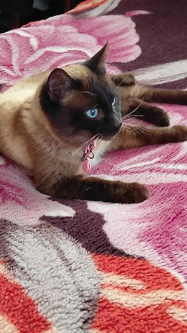 siam pisiyi haqqinda: Siam — 2