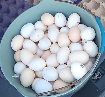 Təzə və mayali yemek və İnkubator ucun Kend yumurtasi var isteyen