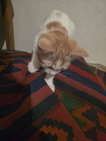 böyüməyən pişik: Yaxşı əllərə — 4