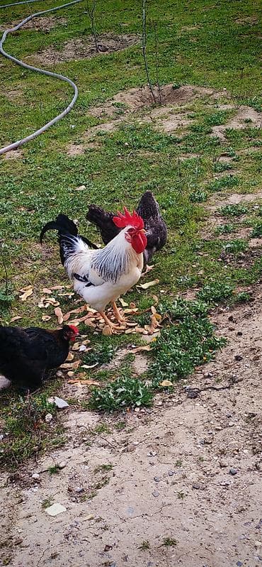 Inəklər, öküzlər: Xoruz, il: 1, Ödənişli çatdırılma — 2