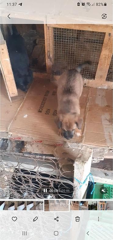 İtlər: Zvonok, 2 ay, Erkek — 2