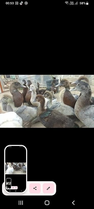 lal ordek nece gune bala cixardir: Muscovy (indo) ördək balaları – müxtəlif rənglərdə. - Cins — 1