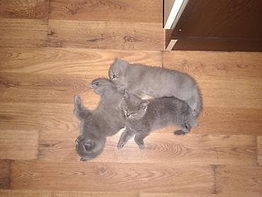 maine coon pişik: Şotland yastı qulaq — 5
