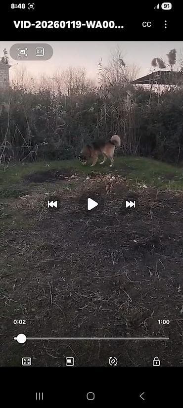 ucuz ev itleri: Xaski, 1 ay, Erkek, Peyvəndli, Ünvandan götürmə — 6