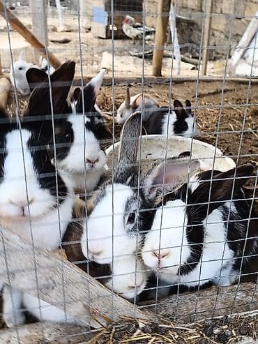 Ev şəraitində bəslənən dekorativ dovşanlar balacalar 10 böyüklər 15