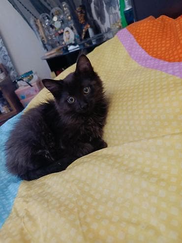 добрый руки: Самец — 2