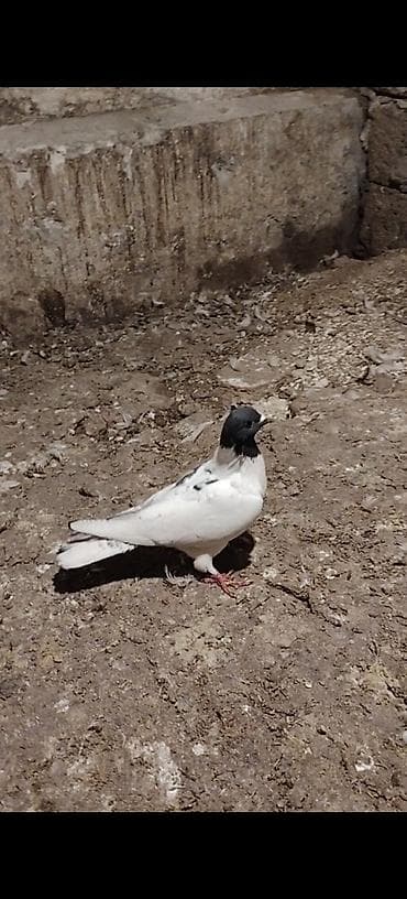 K/t heyvanları və malları: Qarabaw mayadi tutulmadi. Boynu gullu baladi 2 saata yaxin ucub 1 — 2