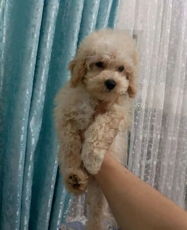 i̇tlər pitbul: Pudel, 3 ay, Erkek — 1