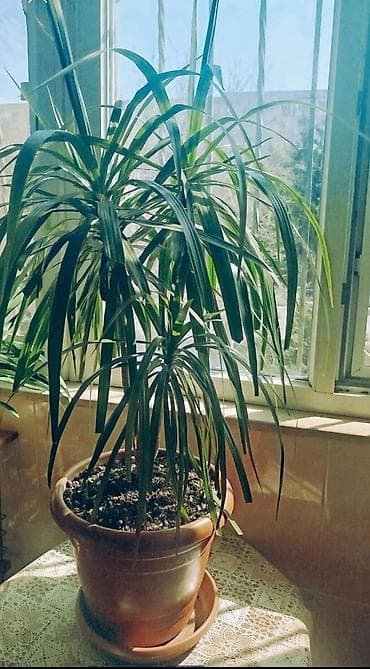 evkalipt agaci: Drasena marginata (dragon ağacı) – otaq bitkisi Təbii göz oxşayan — 4
