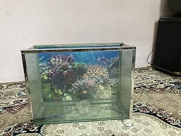 Quşlar: Şüşə akvarium – dekorativ arxa fonla - Material: qalın şüşə — 4