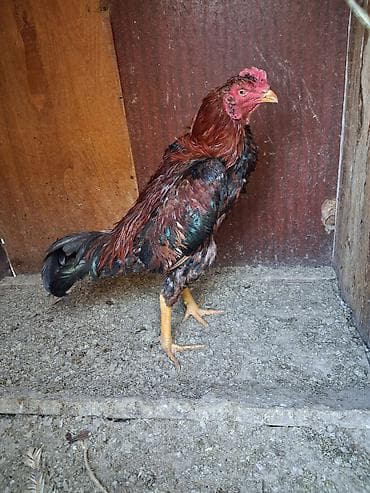 9 ayina keçib real alicilar narahat etsin xaiw olunur isteyen tayini