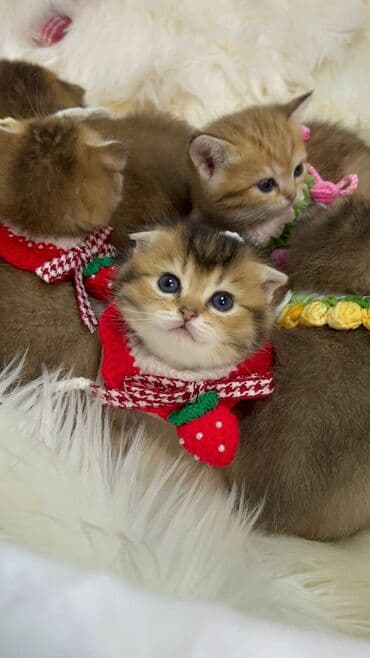 it cinsleri adları: Gold shinshilla skodish balalar — 10