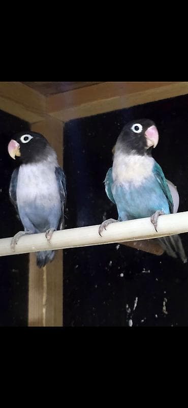 sultan quşu: Məhsul: Sevgili quşlar – Fischer/Maskalı agapornis cütü (lovebird) — 2