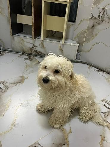 maltese terrier qiymeti: Malta bolonka, 11 ay, Erkek, Peyvəndli, Ünvandan götürmə — 5